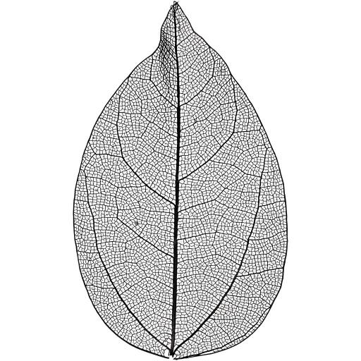 Skeleton Leaves, L: 6-8 cm, Black, 20 pc, 1 Pack