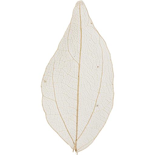 Skeleton Leaves, L: 6-8 cm, Natural, 20 pc, 1 Pack